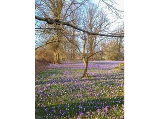 Ferienhaus Ostenfeld Außenaufnahme 12