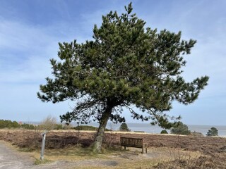 Vakantiehuis Westerland Omgeving 30