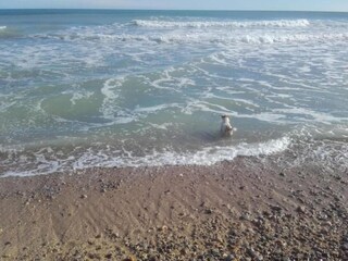 Appartement Benicarló Omgeving 18