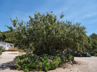 Bungalow Torredembarra Buitenaudio-opname 11