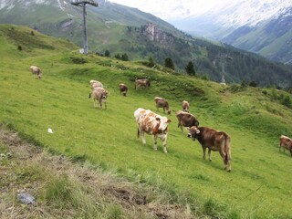 Alpsommer auf der Idalpe