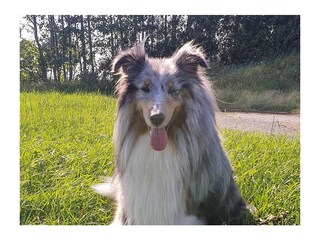 Ferienhaus Meerperle - Deine Ferien - Hunde erlaubt