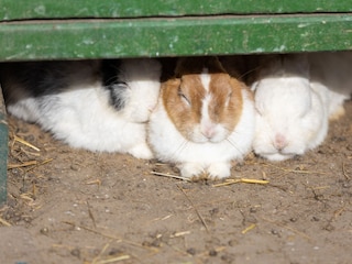 Ferienwohnung Butjadingen Außenaufnahme 6