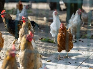 Ferienwohnung Butjadingen Außenaufnahme 8