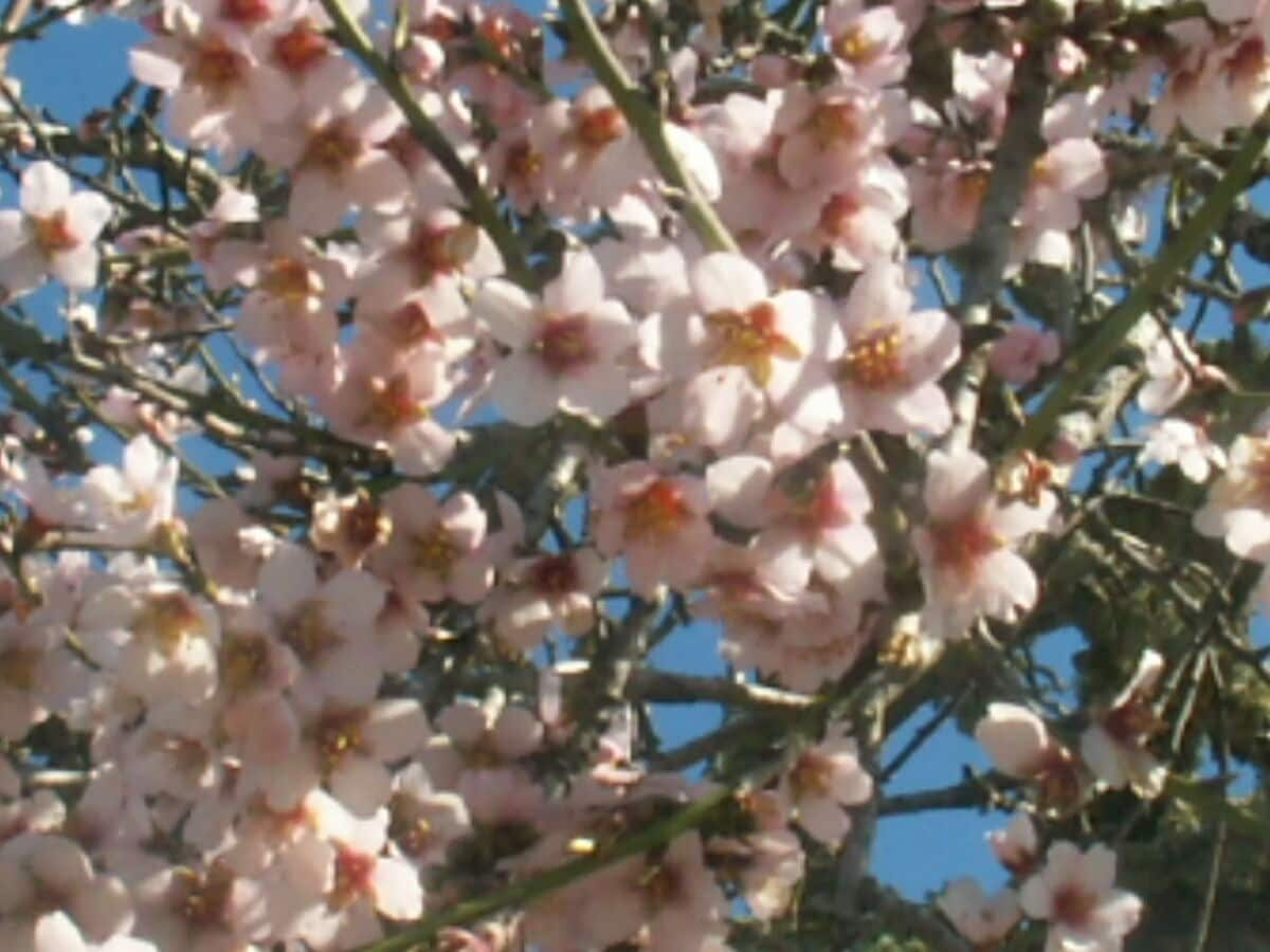 Mandelblüte im Januar