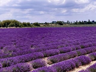 Vakantiepark Aigues Mortes Omgeving 19