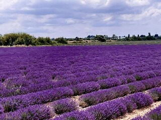 Vakantiepark Aigues Mortes Omgeving 13