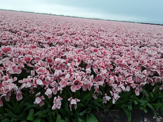 Endlose Tulpenfelder