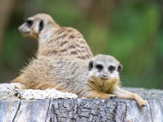 Maison de vacances Eickeloh  46