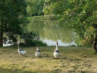 Vakantiehuis Sainte-Maure-de-Peyriac Omgeving 16