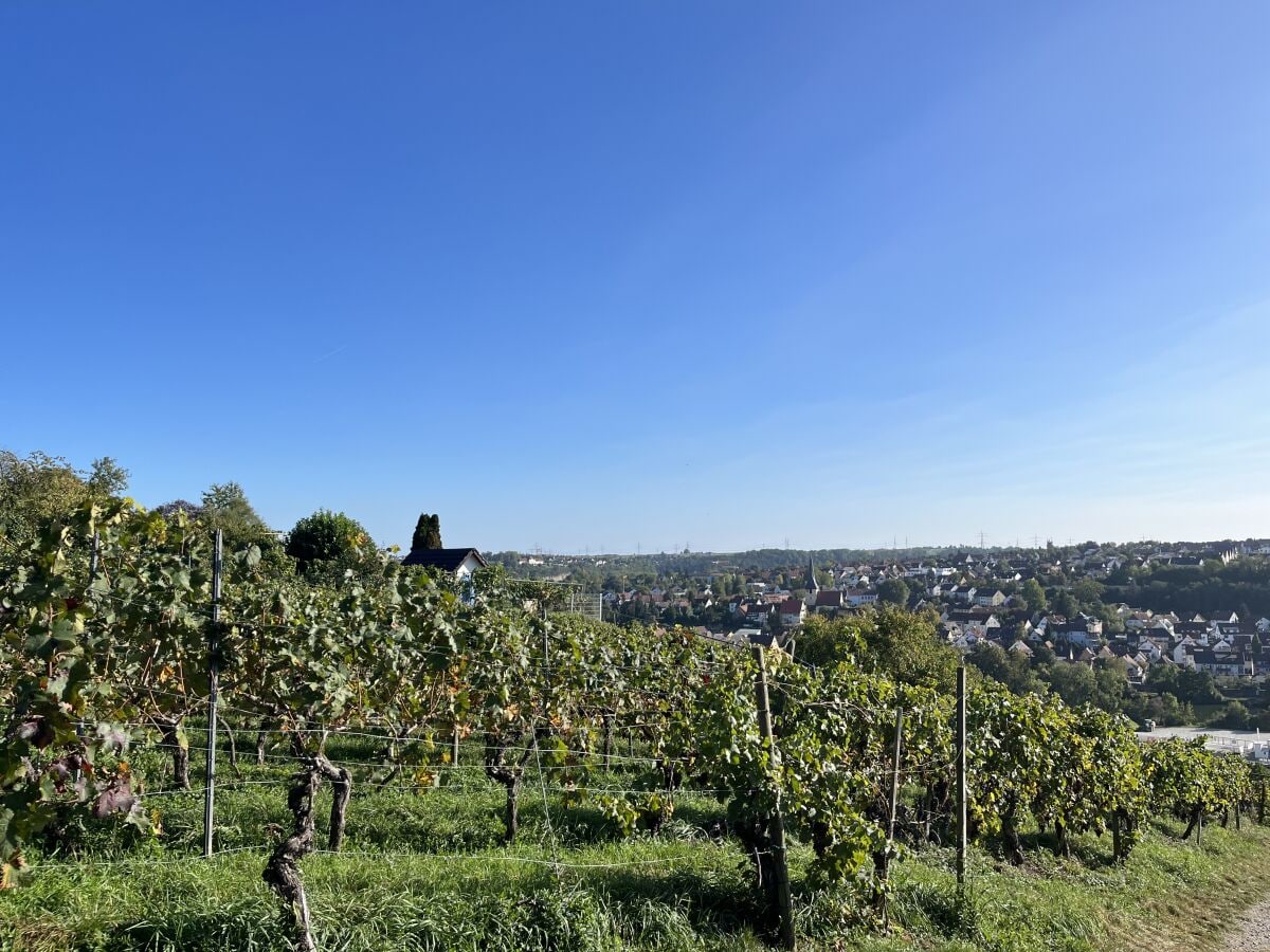 Neckarschleife bei Benningen