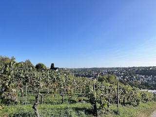 Weinberge