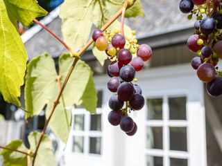Holiday house Domburg  33