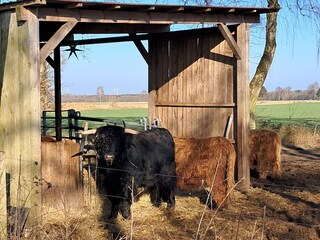 Schottisches Hochlandrind