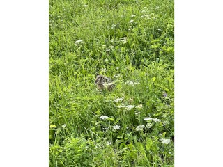 Hase im Feld