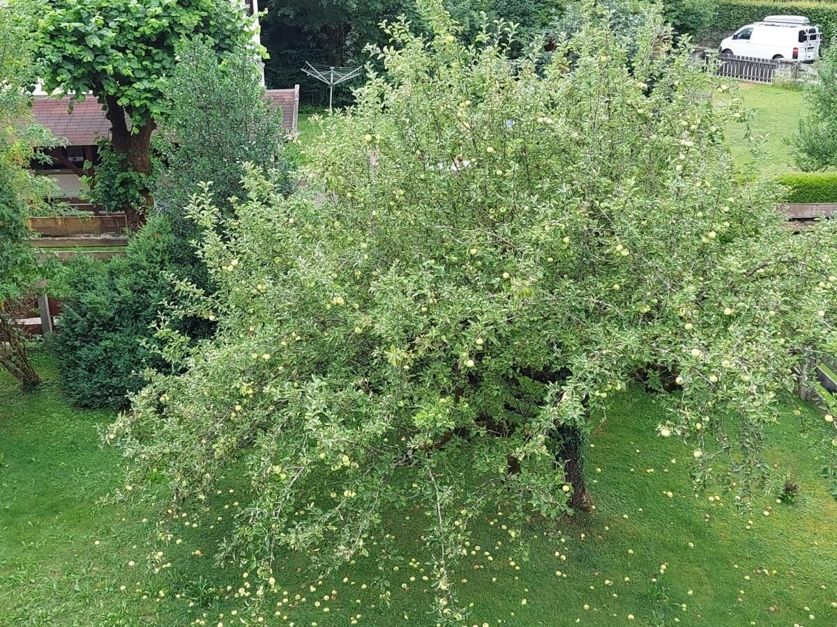 Blick in den Garten