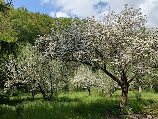 Garten mit großer Liegewiese