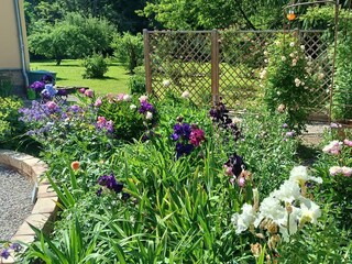 Blumenpracht im Garten