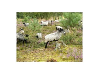 Heidschnucken in der Heide