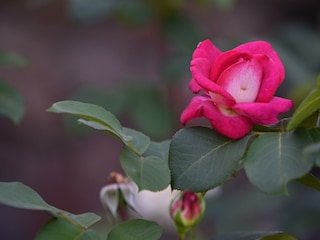 Impression Garten