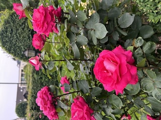 Rosengarten