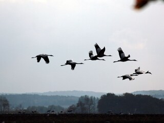 Holiday apartment Glowe Environment 24