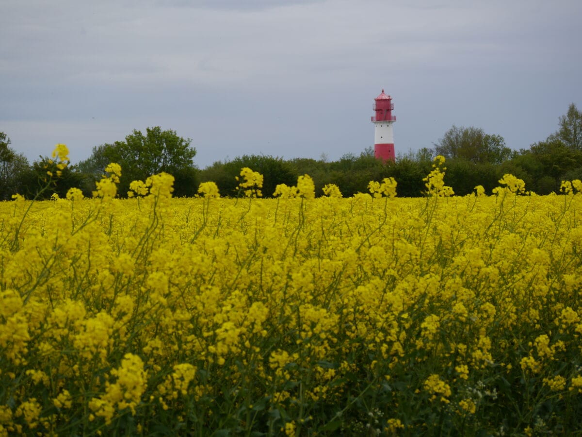 Rapsblüte vor Falshöft