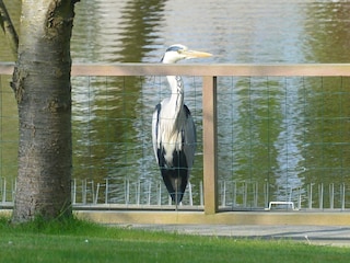 Besuch an der Seeterrasse