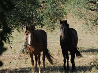 Casa per le vacanze Cisternino Ambiente 51