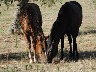 Ferienhaus Cisternino Umgebung 50