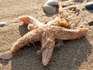 Casa per le vacanze Egmond aan Zee Ambiente 12