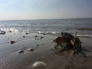 Casa per le vacanze Egmond aan Zee Ambiente 13