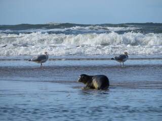 Casa per le vacanze Egmond aan Zee Ambiente 14