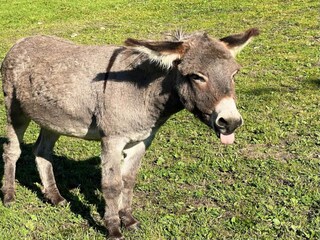 Appartement Schwaz  17