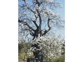 Blumen alter Apfelbaum