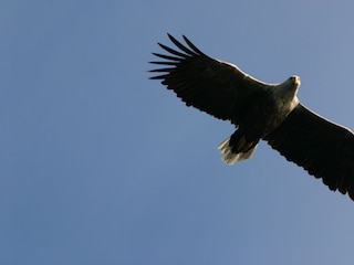 Seadler am Fjord