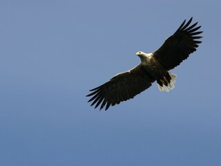 Seadler im Osafjord