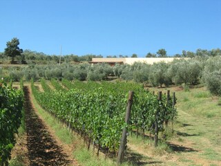 Appartamento per vacanze Ponsacco Ambiente 15