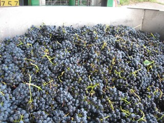 Appartamento per vacanze Ponsacco Documento 24