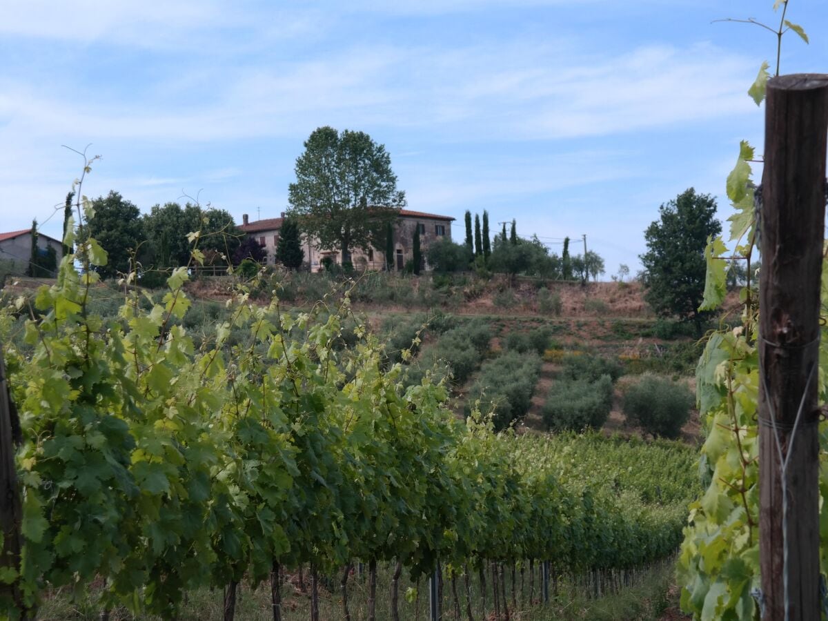 Weinberge vor dem Hof