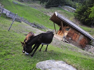 Appartamento per vacanze Lana Ambiente 26