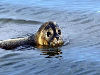 Ferienhaus Tzummarum Umgebung 24