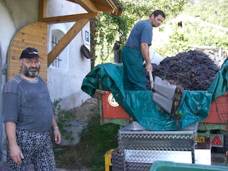 beim Weinkeltern
