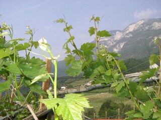 kurz vor der Weinblüte