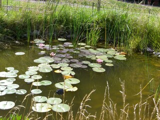 unser kl. Teich