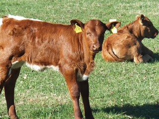 Holiday apartment Balmer See Environment 35