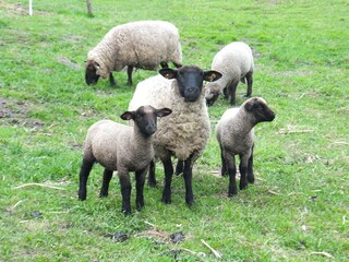 Holiday apartment Balmer See Environment 34