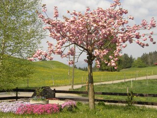 Holiday apartment Bad Hindelang Outdoor Recording 2