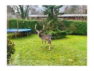 Bungalow Renesse Registrazione all'aperto 6