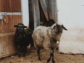 Vakantieappartement Zellberg Buitenaudio-opname 10